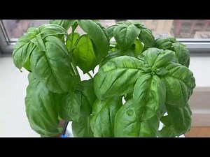 Indoor Hydroponic Basil