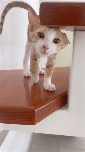 Play this and your cat will come #cat #kitten