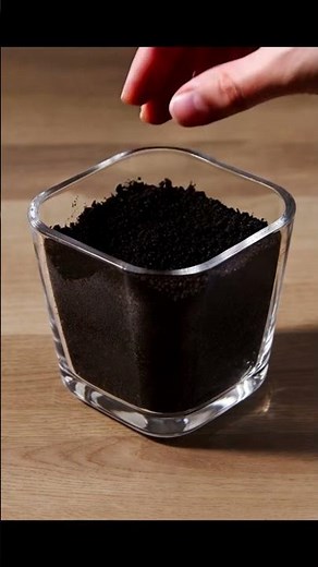 Watch a Daisy Bloom From Seed to Flower Mesmerizing Growth Time-lapse #satisfyingvideo #plantchannel