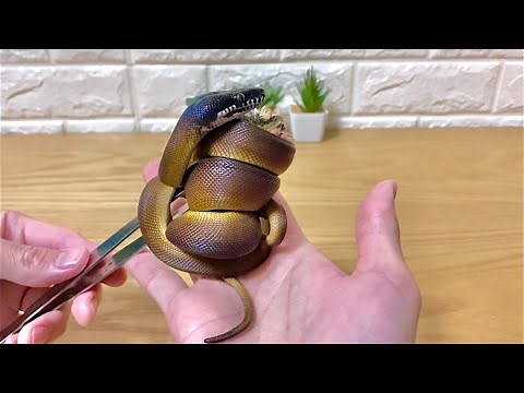 凶暴ヘビのソフトクリーム Snake soft serve