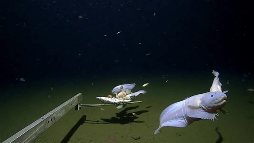 A Record-Breaking Discovery: The Deepest Fish Ever Filmed, 8,336 Meters Below the Ocean