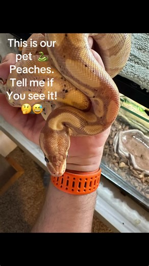Meet Peaches the Ball Python!
