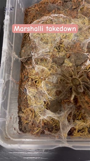 Tarantula feeding. #tarantula #spider #arachnid #exocrittercorner