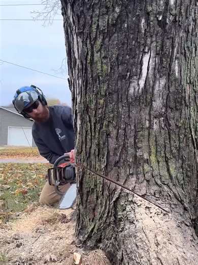 Alex Tree Climber (@alextreeclimber)’s videos with original sound - Alex Tree Climber