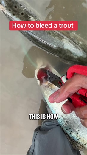 How to Properly Bleed Your Fish for Better Flavor