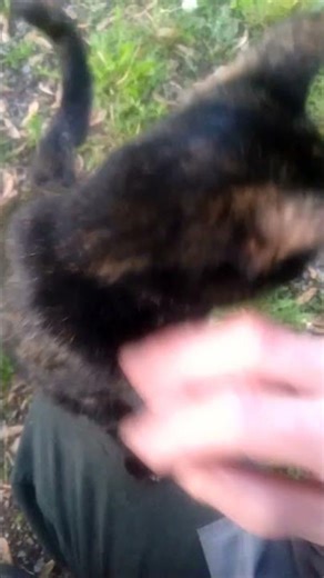 Cleopatra's Ongoing Dispute With The Squirrel Neighbours. 😊 ❤️ 🐿️ 😺.