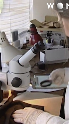 Compelling evidence emerged: fibers matching Knight's items found on the victim. But doubt lingers – could red cotton and cat hair originate elsewhere? The investigation intensifies as more matches appear. #ForensicEvidence #CrimeScene #Investigation #FiberAnalysis From: The New Detectives Series 05 Episode 04 | The Wonder Channel