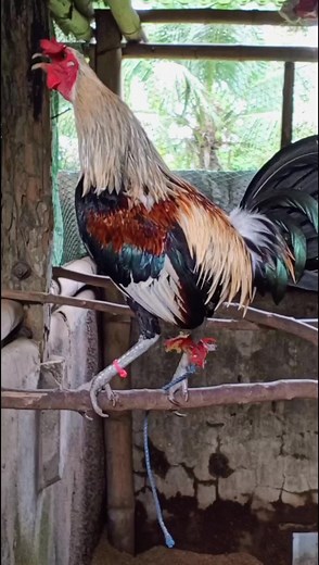 Understanding the Gameyard Meaning: An Insight into Grey Gamefowl Breeding