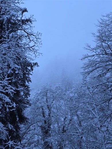 Explore 120 Stunning Snowy Forest Pictures