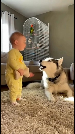 Boss is angry now 😂 I love you 😍😂 #talkingparrot #birds #FunnyAnimals #pets #wholesomemoments #cuteanimals #reel | Talk Or Squawk