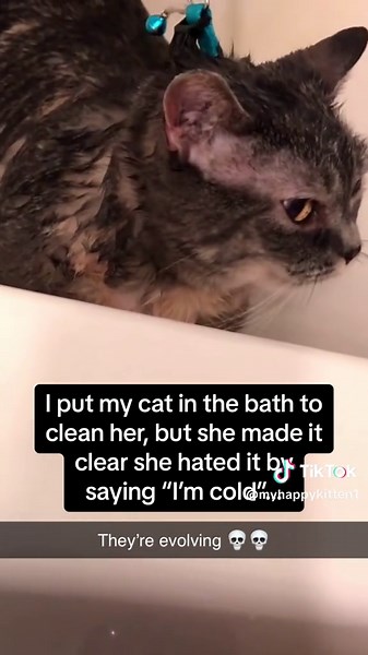 Effective Techniques for Bathing Your Cat