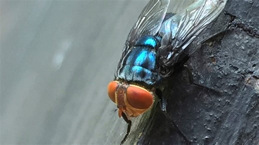 What are the symptoms of New World screwworm, a flesh-eating parasite?