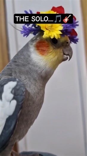 Cockatiel Queen Singing #cockatiel #funnybirds #petbird #cocktail #cockatielsinging #tiktok #parrot