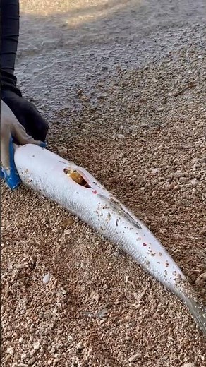 Fresh Barracuda Fish Preparation