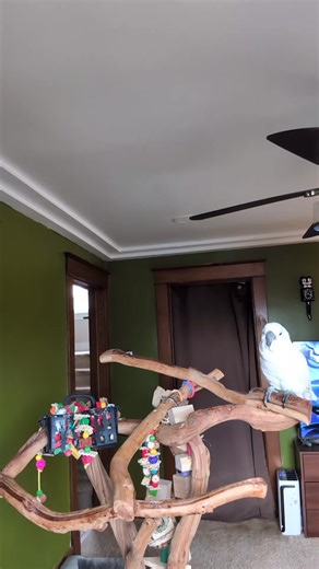 Furby the Parrot's Backyard Adventure