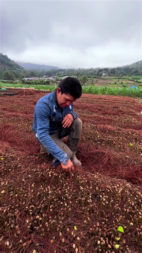 Cómo sembrar café en campo: guía práctica para principiantes