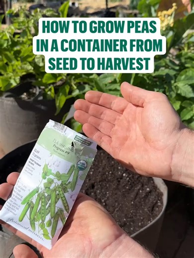 How to Grow Peas in Containers: A Complete Guide