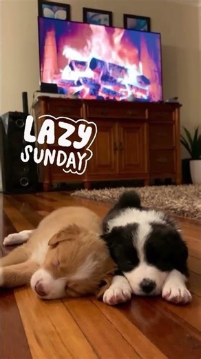 Border Collie Puppies For Sale. Available 1/8/25 BrisAust. Instagram: Furrever_Friends_MtcottonBris