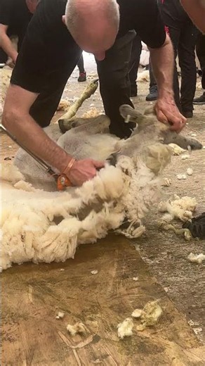Learn how to shear your sheep🐑