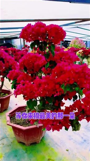Bougainvillea in Full Bloom: A Spectacle of Colors in My Garden