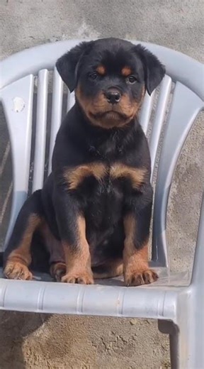Rottweiler puppy heavy bone #rottweiler #puppy #dog #pets