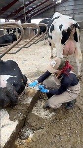 ✂️🐄 Clean = Calm 💡 | The Simple Cow Care Routine Farmers Swear By