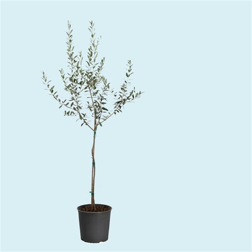 Ever wonder how we measure our plants? Whether you're talking about a shrub, a privacy tree, a fruit tree or a house plant - there's a method to the madness! Click below to to see how we size our plants, including: 🪴 How plants are measured 🪴 What to expect based on your container size 🪴 Size guidelines for evergreens, shade trees, shrubs and hedges, fruit trees, house and patio plants and more https://www.fast-growing-trees.com/pages/pot-size-explainer | Fast Growing Trees