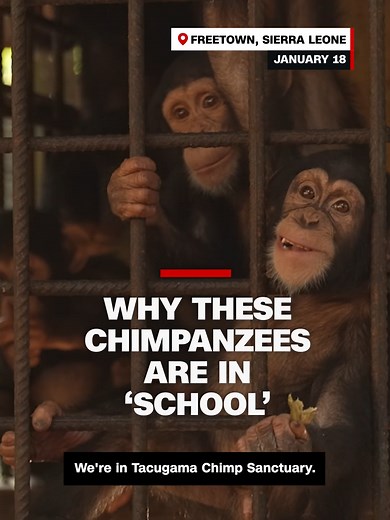 Deforestation in Sierra Leone has orphaned many chimpanzees. CNN's David McKenzie visits the Tacugama Chimpanzee Sanctuary where carers nurture orphaned chimps. By protecting them, they can protect the forests too. #cnn #sierraleone #deforestation #chimpanzee #chimpanzeesanctuary