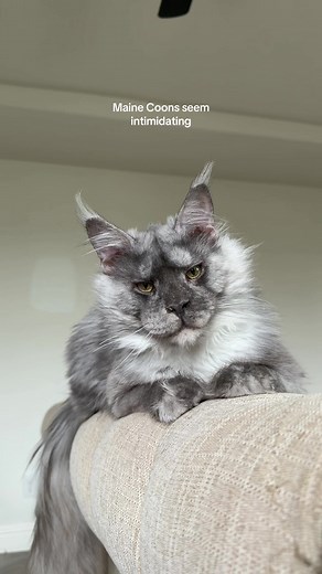 Maine Coon Cats Have a Tiny 'Baby Meow'