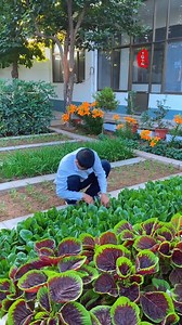 在春日的小院里，蔬菜滿院，鳥語花香，快樂就這樣簡單生長#種菜 #田園生活 | 半隱田園