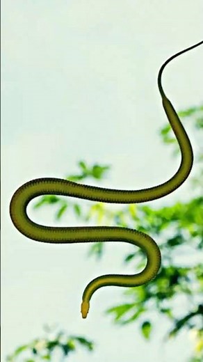 This Snake Can Fly From Tree to Tree! (Flying Snake)