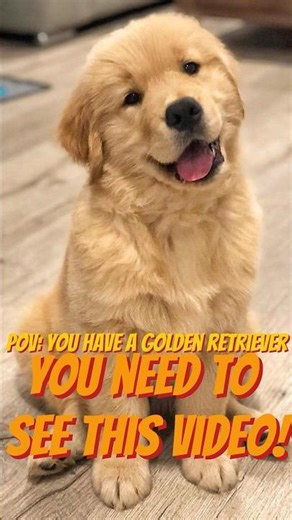 These golden retriever puppies will melt your heart #dogs #puppylove #adorable