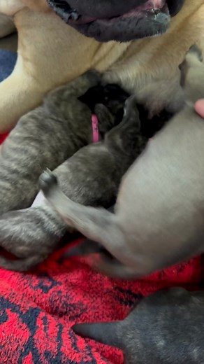 Ch Happy babies. 2 wks old. Lonelycreek bullmastiffs #Bullmastiff #BullmastiffPuppy #Puppy #PuppyLife #BrindlePuppy #FurBabies #FurPotatoes #DoThisright #Instagram #Viral #Bulldog #MastiffL | LonelyCreek Bullmastiff