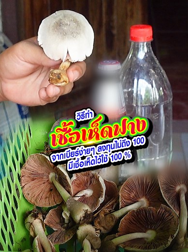 2.5M views · 98K reactions | ทำหัวเชื้อเห็ดฟางจากเบียร์ง่ายๆ...