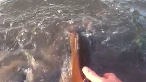 Everyone knows about the walleyes on Rainy Lake, but did you know that Rainy Lake is consistently ranked as one of the Top 25 Central Bass Lakes by Bassmaster? 😲 Check out this release of a MONSTER smallmouth bass in Rainy River. 🎣 Source: https://www.bassmaster.com/best-bass-lakes/slideshow/25-best-bass-lakes-central | Rainy Lake