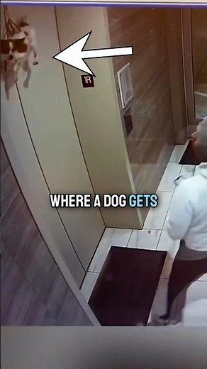 Elevator For Dogs?