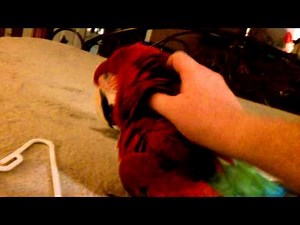 Best talking Macaw ever!!!