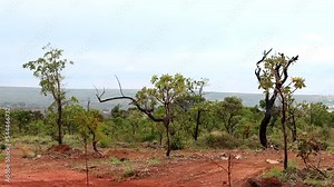The natural landscape in Burle Marx Nature Park, in Northwest Brasilia, known as Noroeste