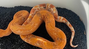 1.0 Sharp albino blood (aka opal ) keltic paradox purple pastel line 😍born here at #twofaceboas# | Michael Juhl Larsen