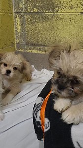 UPDATE: Due to the absolute cuteness of this video, we have received an abundance of applications for these babies and they are all now pending adoption! Cuteness alert!! If you check out our website you're going to see some new faces...including these adorable little beans! They are very shy at the moment and this morning our Animal Care Team Lead decided to spend some time with them. Her whistling is to be admired, but these babies absolutely steal the spotlight with their cute little head til