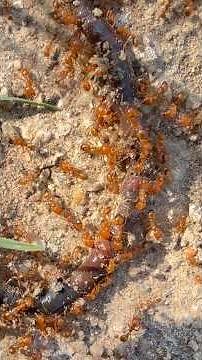 Ant eating a snake 🐍