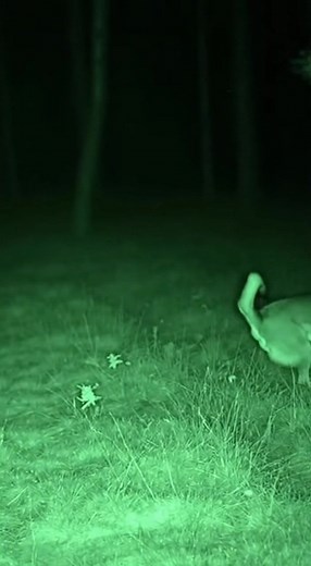 99K views · 77 reactions | Night Vision Showdown: Owl Attacks Dog in...