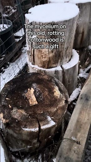 Naturally occurring mycelium for your soil