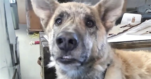 Talking Dog Has Everyone Laughing With Hilarious Chat About Bacon | FaithPot