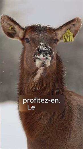 Safari Aventure au Parc Safari | Nourrir les animaux en liberté de très près au Québec