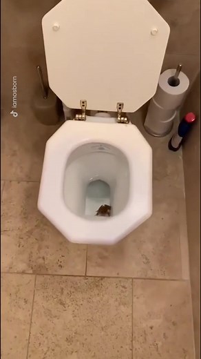 Surprising Encounter: Frog Slaps Man on Toilet!