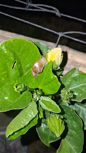 Big Snell in the 🪴 #snell #Insect #nature #Plants