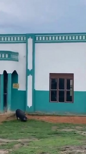 Acto ofensivo a fé islâmica. Porcos invadiram uma mesquita, num ato visto como ofensivo à fé islâmica | Victorino Jonefane