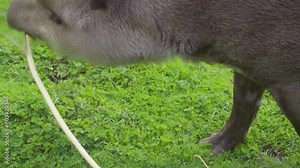 South American Tapir is South America’s largest native land mammal, happily playing with a dead tree branch