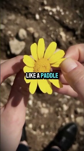 Why we have five fingers, not six or four